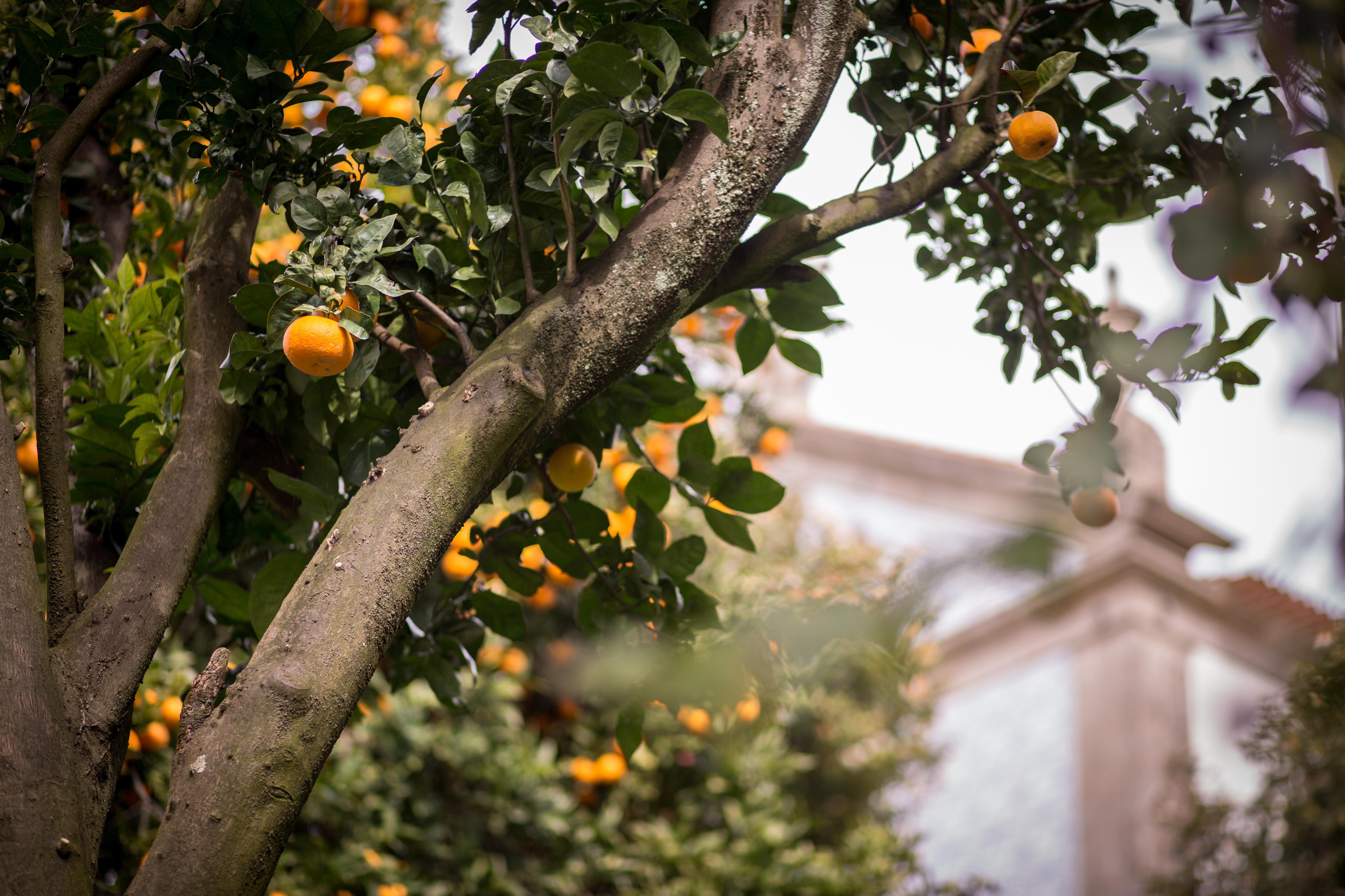 Quinta Sao Miguel De Arcos Hotel Arcos  ภายนอก รูปภาพ